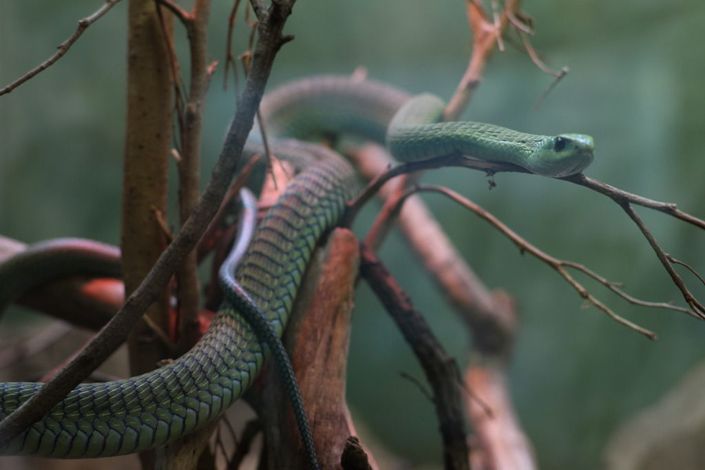 Boomslang